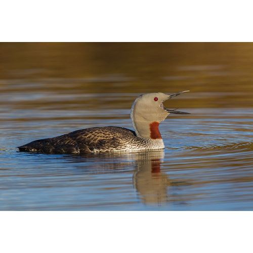 Red-throated Loon Calling
